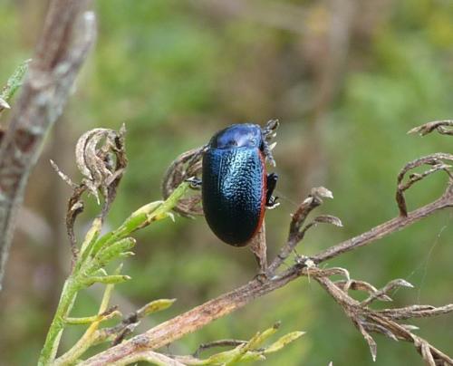Réf. 293 690 : Chrysolina interstincta
